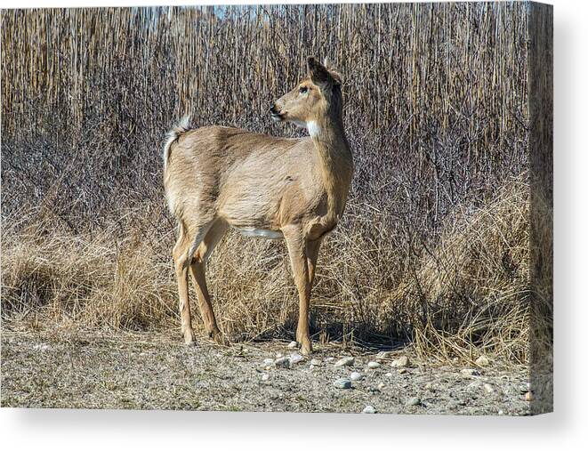 Deer Canvas Print featuring the photograph My Better Side by Cathy Kovarik