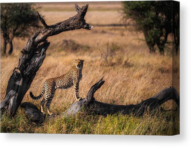 Cheetah Canvas Print featuring the photograph My Pose by Mohammed Alnaser