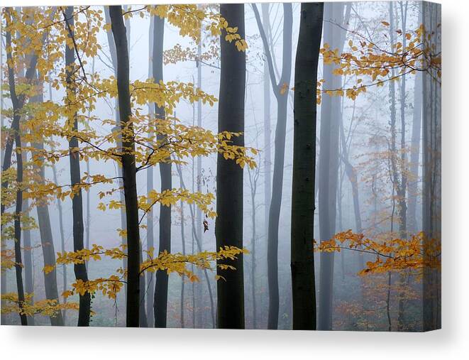 Trees Canvas Print featuring the photograph Mysterious Dark Beech Forest In Fog by Ivan Kmit