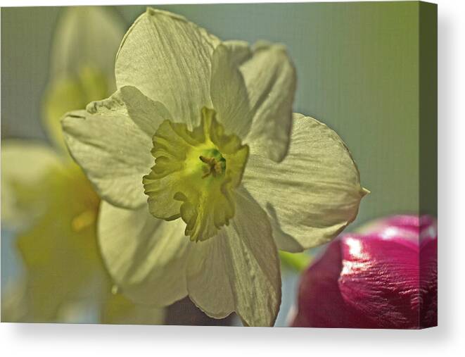 Narcissus Dream Like Yellow Petals Stamen Canvas Print featuring the photograph Narcissus dream like yellow petals stamen 5828 by David Frederick