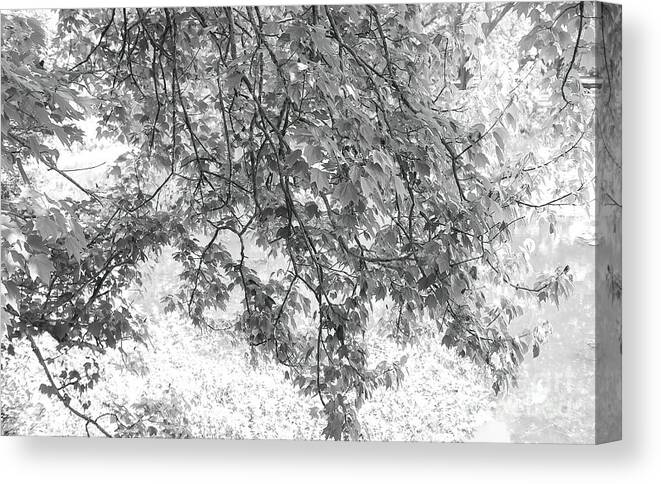 Nature Abstract Canvas Print featuring the photograph Nature Abstract, Shade Of Tree by Felix Lai