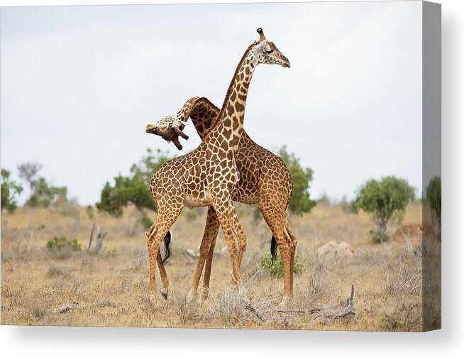 Giraffes Canvas Print featuring the photograph Necking by Marco Pozzi