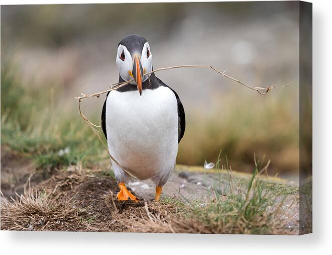 Atlanticpuffin Canvas Print featuring the photograph Nest Building by Alfred Forns