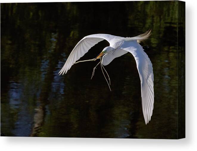 Ardea Alba Canvas Print featuring the photograph Nesting Material by Dawn Currie