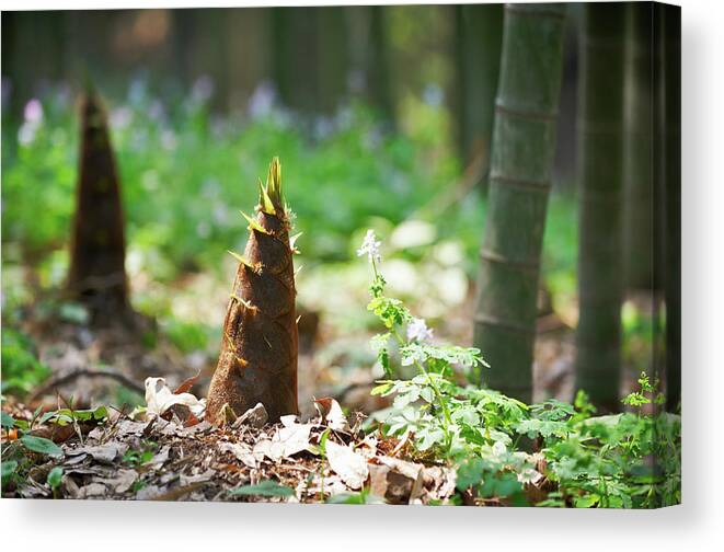 Chinese Culture Canvas Print featuring the photograph New Bamboo Shoots by Sandsun