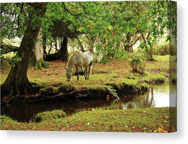 Pony Canvas Print featuring the photograph New Forest Pony By A Stream by Jeff Townsend
