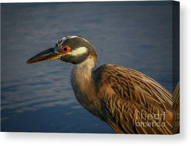 Heron Canvas Print featuring the photograph Night Heron Portrait by Tom Claud