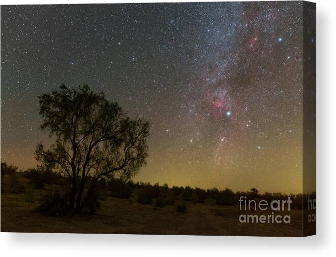 Nobody Canvas Print featuring the photograph Night Sky Over A Desert Tree by Amirreza Kamkar / Science Photo Library