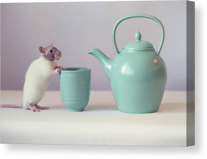 Rat Canvas Print featuring the photograph No Tea For Me by Ellen Van Deelen