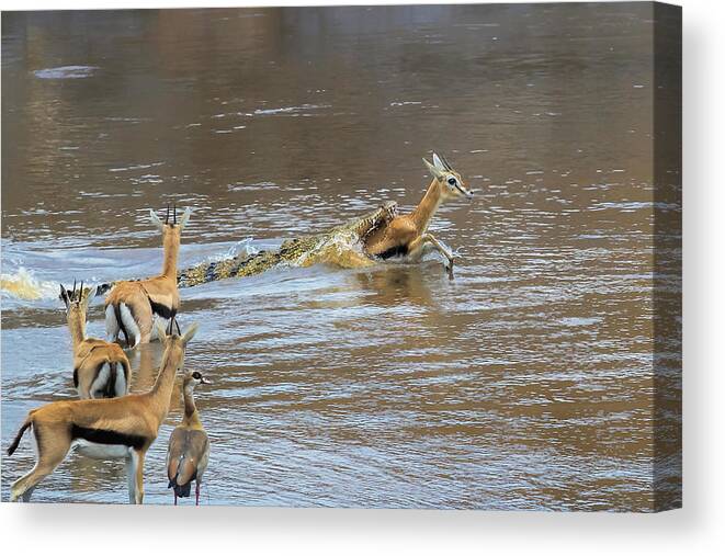 Gazelle Canvas Print featuring the photograph No Way To Go by Jun Zuo