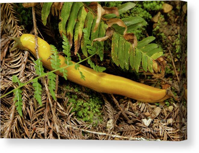 Slug Canvas Print featuring the photograph Northern California Forest Floor Resident by Natural Focal Point Photography