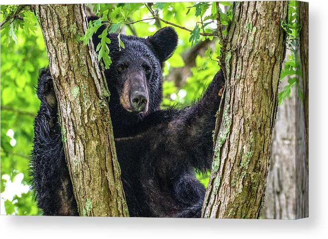 American Black Bear Canvas Print featuring the photograph Not All Bears Are Created Equal by Marcy Wielfaert