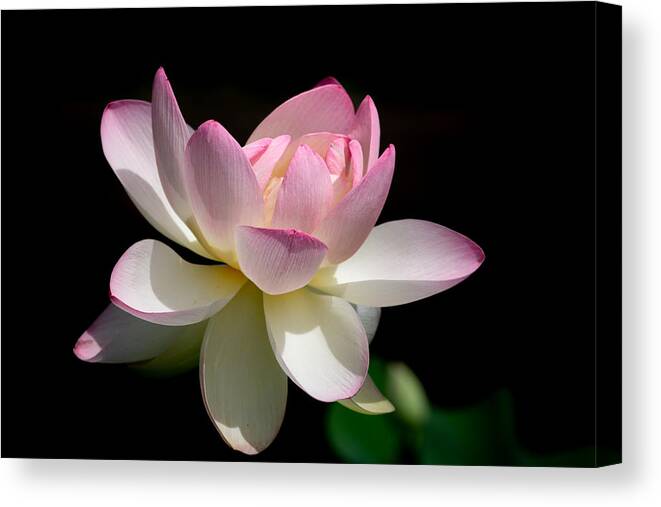 Lotus Canvas Print featuring the photograph Not Your Average Waterlily by Linda Bonaccorsi