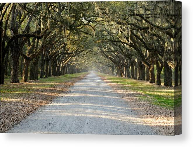 Allee Canvas Print featuring the photograph Oak Avenue by Bradford Martin