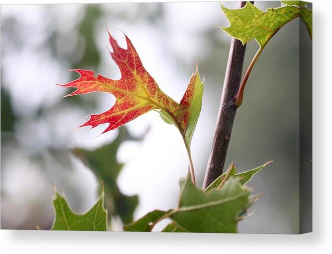 Autumn Canvas Print featuring the photograph Oak Leaf Turning by Sarah Lilja