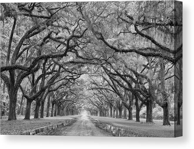 Trees Canvas Print featuring the photograph Oaks Avenue 1 Bw by Moises Levy