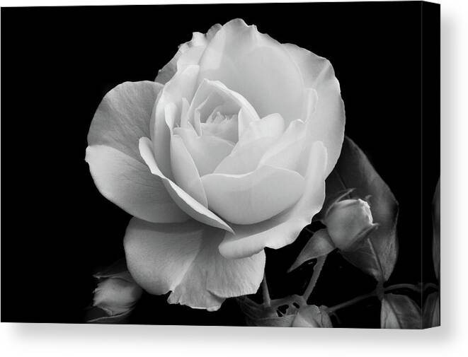 Rose Canvas Print featuring the photograph October Rose by Terence Davis