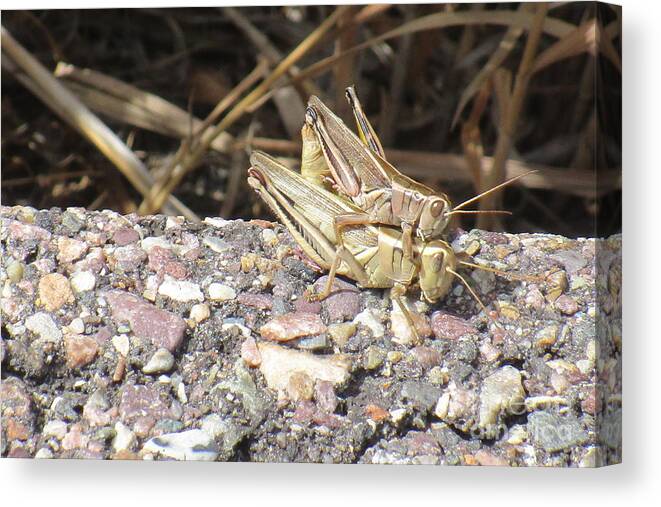 Grasshopper Canvas Print featuring the photograph Oh Grasshopper by Marie Neder