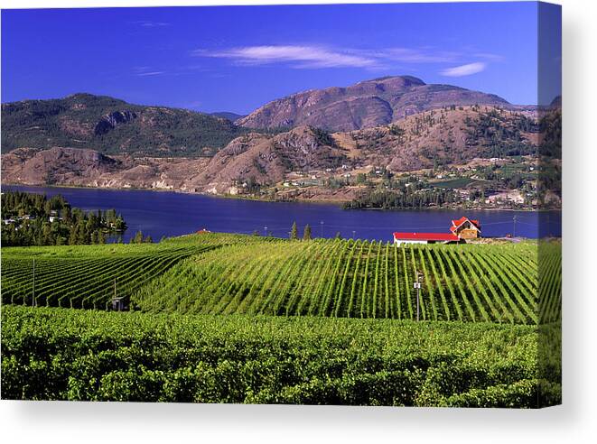 Scenics Canvas Print featuring the photograph Okanagan Valley Vineyard by Laughingmango