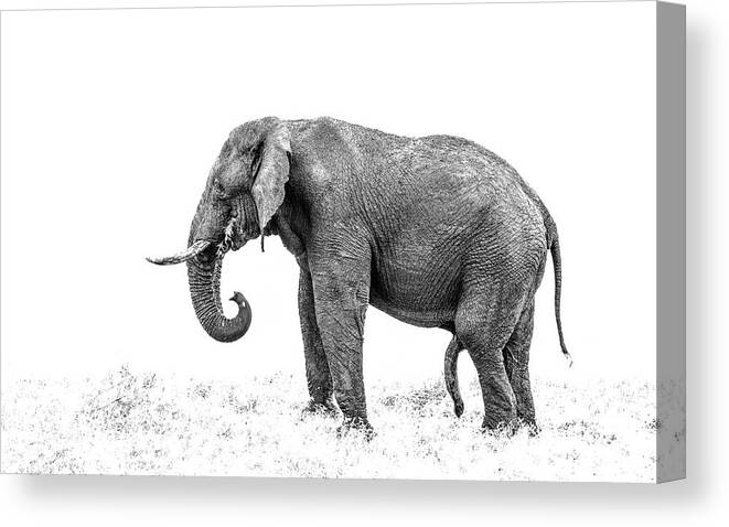 Elephant Canvas Print featuring the photograph Old Five Legs by Hamish Mitchell