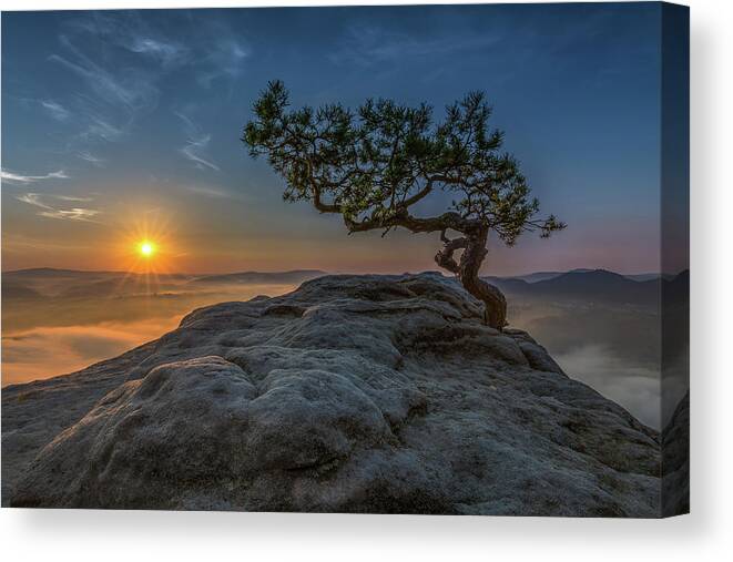Lilienstein Canvas Print featuring the photograph Old Pine by Thomas Siegel