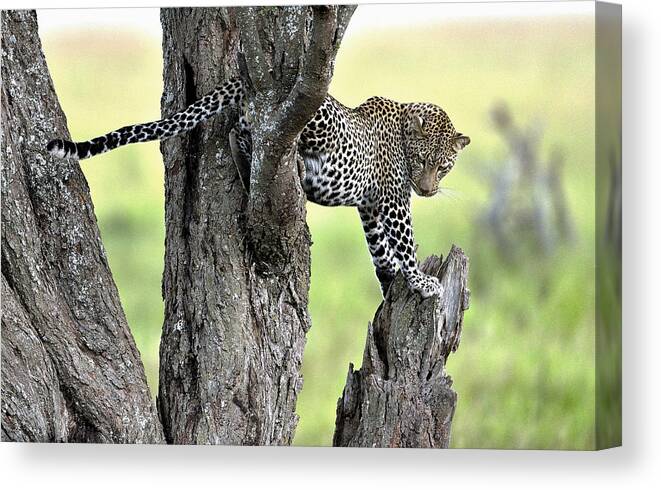 Leopard Canvas Print featuring the photograph On Two Trunks by Giuseppe Damico