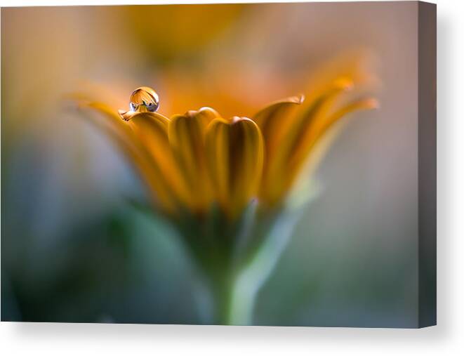 Macro Canvas Print featuring the photograph Only You by Silvia Spedicato