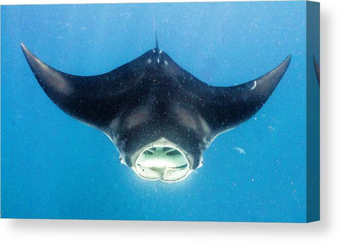 Ocean Canvas Print featuring the photograph Open Wide by Lynne Browne