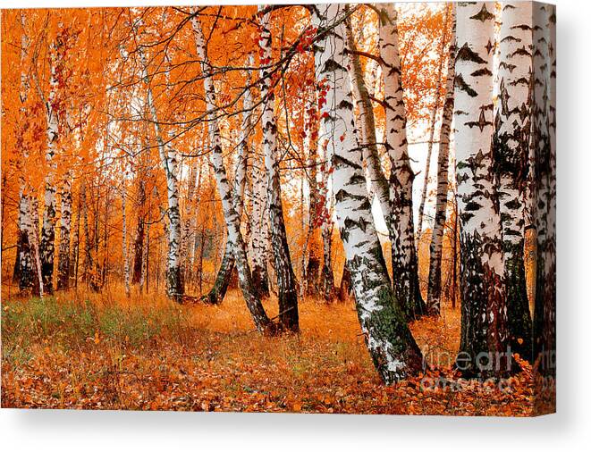 Beauty Canvas Print featuring the photograph Orange Birch Grove by Kirillov Alexey
