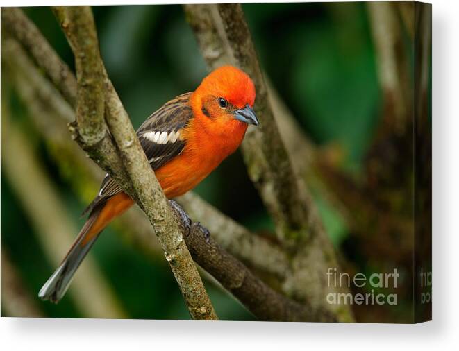Small Canvas Print featuring the photograph Orange Bird Flame-colored Tanager by Ondrej Prosicky