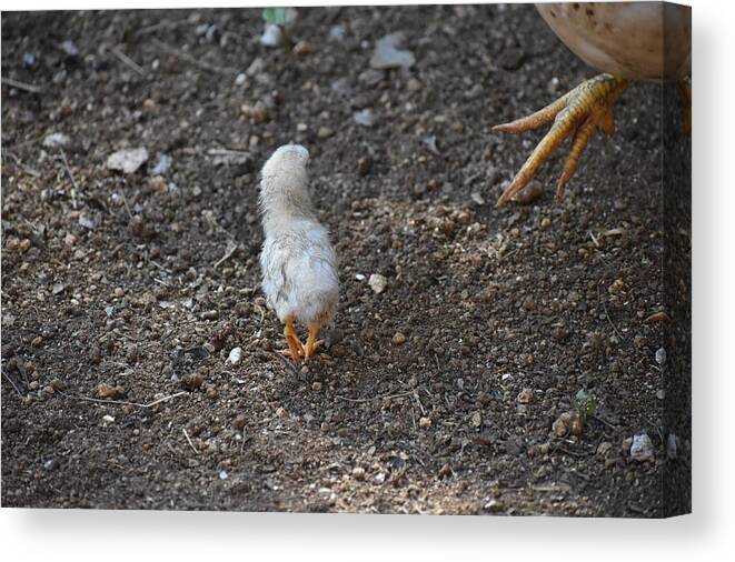 Baby Chick Canvas Print featuring the digital art Orange Feet by Cassidy Marshall