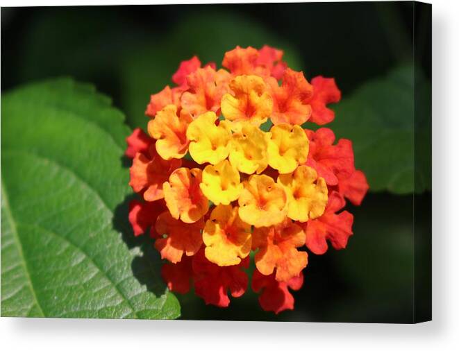 Flower Canvas Print featuring the photograph Orange Lantana by Christopher Lotito