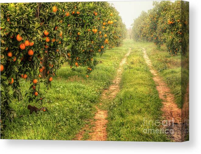 Orange Canvas Print featuring the photograph Orange Way by Zu Sanchez Photography