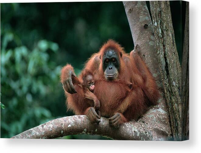 Animal Themes Canvas Print featuring the photograph Orangutan Pongo Pygmaeus And Baby by Anup Shah
