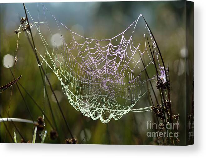 Orb-weaver Spider Canvas Print featuring the photograph Orb-weaver Spider Webs by Dr Keith Wheeler/science Photo Library