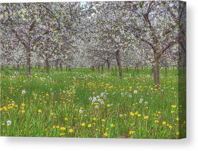 Door County Canvas Print featuring the photograph Orchard Blooms by Paul Schultz