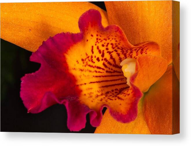 Orchid Canvas Print featuring the photograph Orchid 479 by Wesley Elsberry