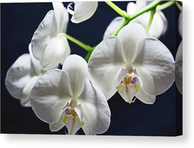 Orchids Canvas Print featuring the photograph Orchids by Lachlan Main