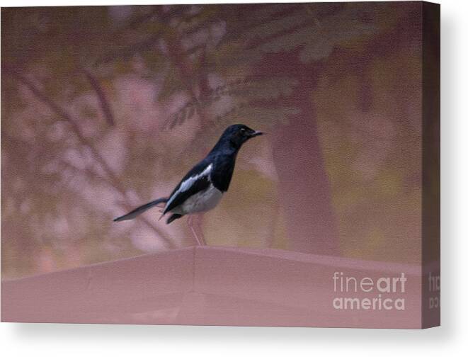 Michelle Meenawong Canvas Print featuring the photograph Oriental Magpie-robin With Texture by Michelle Meenawong
