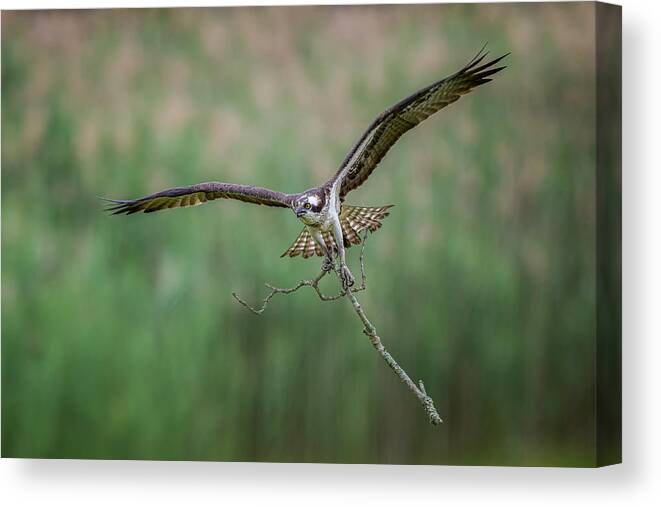 Osprey Canvas Print featuring the photograph Osprey by Max Wang