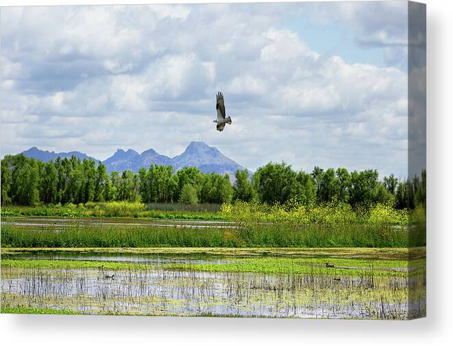 Sutter Buttes Canvas Print featuring the photograph Osprey Over the Wetlands by Kathleen Bishop