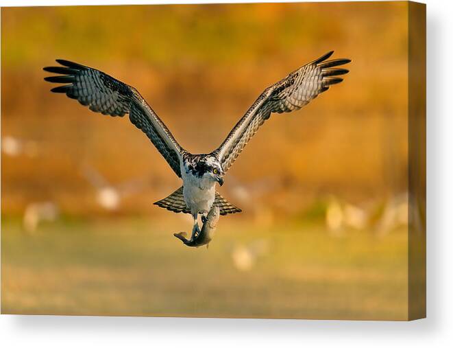 Nature Canvas Print featuring the photograph Osprey With Its Breakfast by Dan Wu