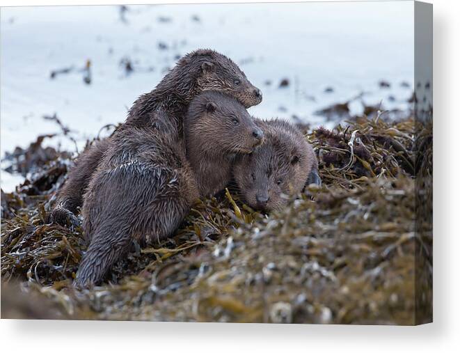 Otter Canvas Print featuring the photograph Otter Family Together by Pete Walkden