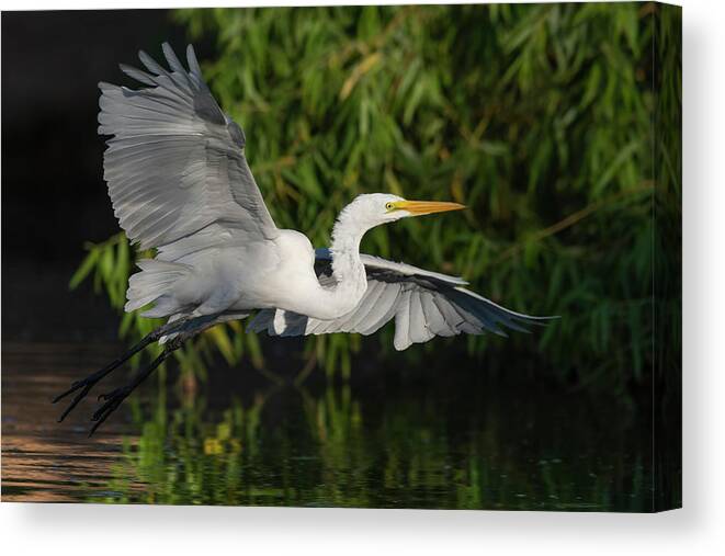 Great Egret Canvas Print featuring the photograph Out of The Shadows. by Paul Martin