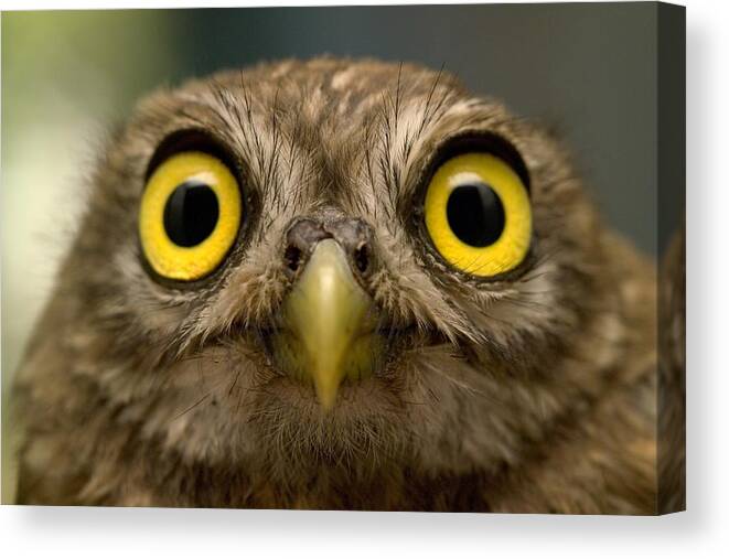 Estock Canvas Print featuring the digital art Owl, Italy by Angelo Giampiccolo