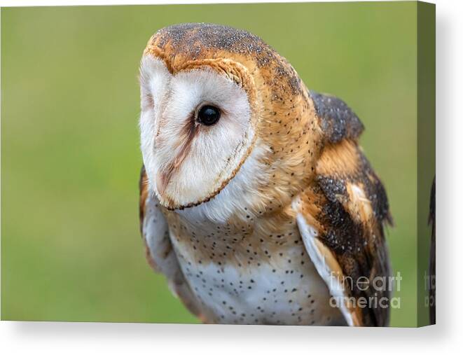 Photography Canvas Print featuring the photograph Common Barn Owl Portrait by Alma Danison