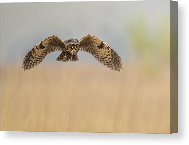 Owl Canvas Print featuring the photograph Owl by Tracy