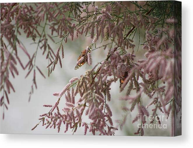 Peony Pink Canvas Print featuring the photograph Painted Lady Butterflies on Pink Chinese Saltcedar by Colleen Cornelius