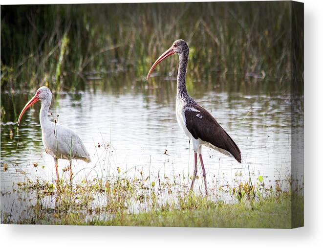 Ibis Canvas Print featuring the photograph Pair of White Ibis by Bob Decker