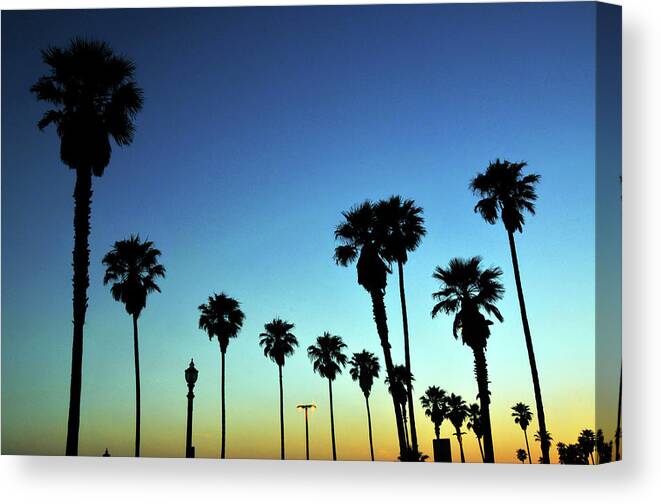 In A Row Canvas Print featuring the photograph Palm Trees by Melindachan